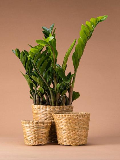 Imagem de Vaso para Plantas Cesto de Palha Cachepot Decorativo- 3 peças