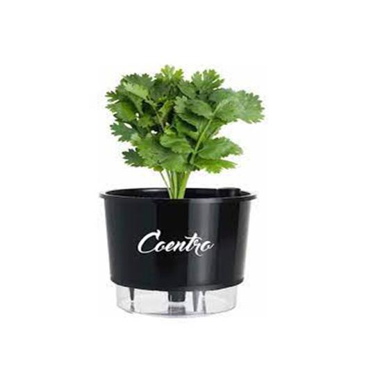 Imagem de Vaso Raiz Auto Irrigável Gourmet 16cm Autoirrigável Temperos Coentro