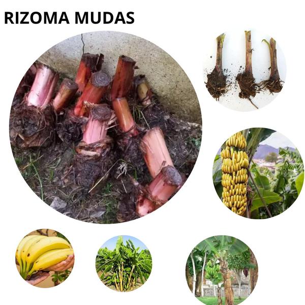 Imagem de 03 Muda De Banana Figo Banana Pão Rizoma Pronta Para Planta Envio Imediato Pronta entrega