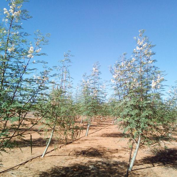 Imagem de 1.000 Semente de Moringa Silagem Plantio