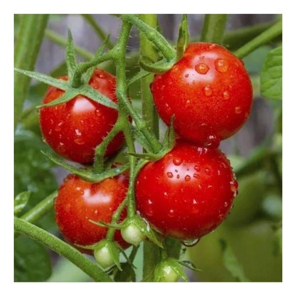 Imagem de 1.100 Sementes de Tomate Cereja Yubi - 2g