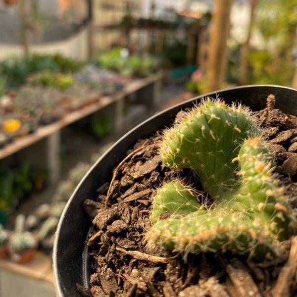 Imagem de 1 Cacto Cylindropuntia Lanceolata Cristata para Colecionadores