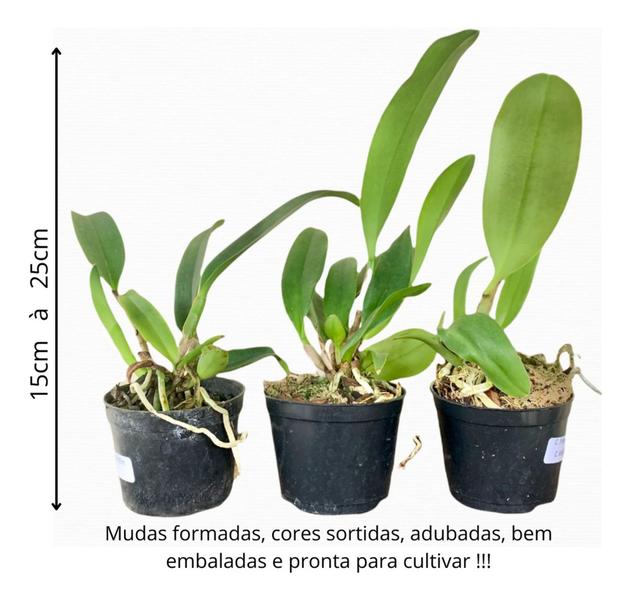 1 Muda De Orquidea Blc Edisto X Pot. Red Crab Jovem Saudável - docel@r Imagem de 1 Muda De Orquidea Blc Edisto X Pot. Red Crab Jovem Saudável