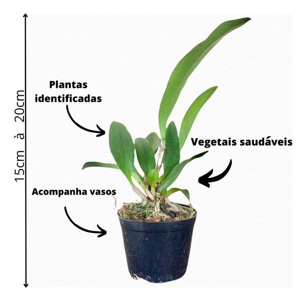 1 Muda De Orquidea Blc Edisto X Pot. Red Crab Jovem Saudável - docel@r Imagem de 1 Muda De Orquidea Blc Edisto X Pot. Red Crab Jovem Saudável