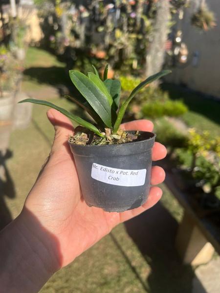 1 Muda De Orquidea Blc Edisto X Pot. Red Crab Jovem Saudável - docel@r Imagem de 1 Muda De Orquidea Blc Edisto X Pot. Red Crab Jovem Saudável