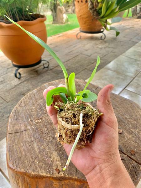 1 Muda De Orquidea Blc Edisto X Pot. Red Crab Jovem Saudável - docel@r Imagem de 1 Muda De Orquidea Blc Edisto X Pot. Red Crab Jovem Saudável