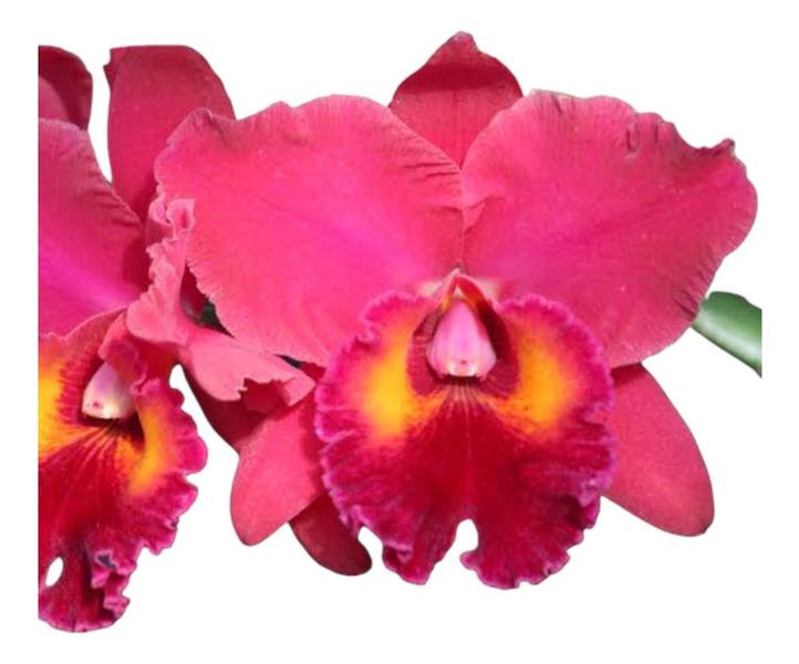 1 Muda De Orquidea Blc Edisto X Pot. Red Crab Jovem Saudável - docel@r Imagem de 1 Muda De Orquidea Blc Edisto X Pot. Red Crab Jovem Saudável