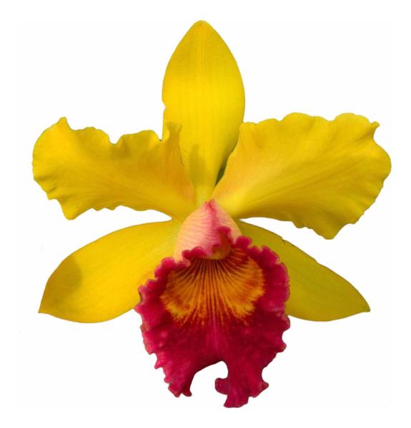 Imagem de 1 Muda De Orquídea Blc. Exotic Apricot '' Muda Jovem ''