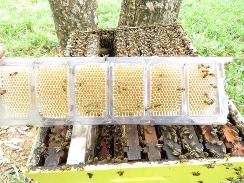 10 Caixilhos Plástico Para Favos De Mel In Natura Apicultura - Mel no Favo In Natura Abelha Imagem de 10 Caixilhos Plástico Para Favos De Mel In Natura Apicultura
