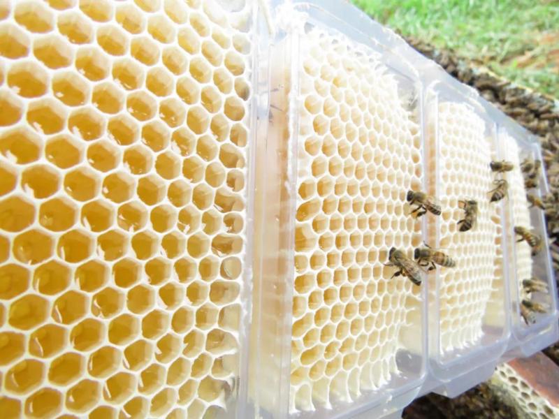 10 Caixilhos Plástico Para Favos De Mel In Natura Apicultura - Mel no Favo In Natura Abelha Imagem de 10 Caixilhos Plástico Para Favos De Mel In Natura Apicultura