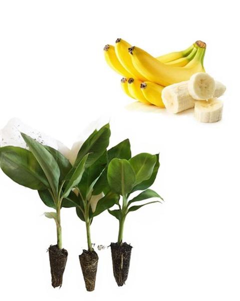 Imagem de 10 Mudas De Banana Maçã - Melhoradas Geneticamente