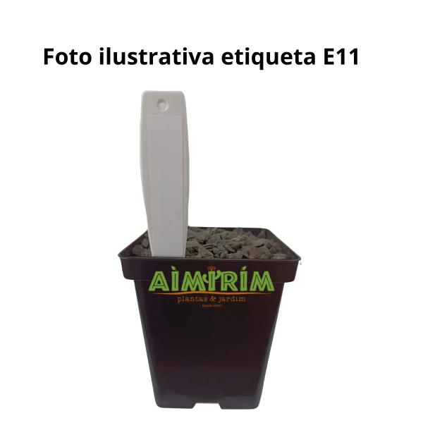 100 Etiquetas Para Identificação Plantas Modelo E 11 - Plástico Resistente Imagem de 100 Etiquetas Para Identificação Plantas Modelo E 11