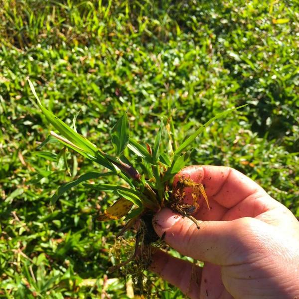 Imagem de 100 Mudas de Grama Sempre Verde (Jardim)