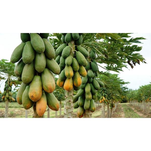 Imagem de 100 Sementes Mamão Anão Do Amazonas Papaya