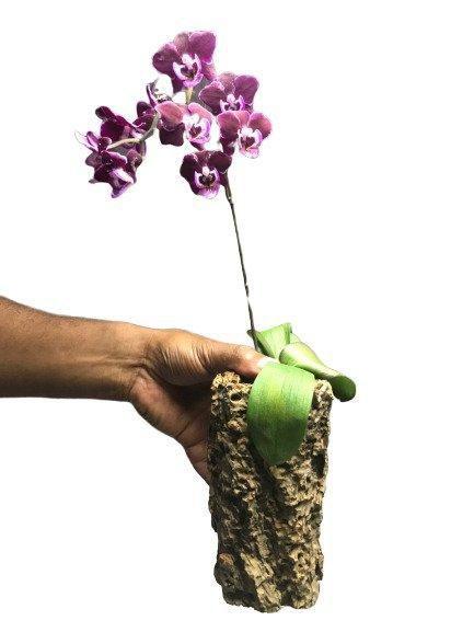 Imagem de 12 Pçs Tronquinho para plantar Orquideas e decorar ambientes