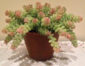 15 Suculentas Sedum Mini Planta Artificial de Qualidade para Atacado e Varejo para Decoração- DE8903 - Decora Flores Artficiais Imagem de 15 Suculentas Sedum Mini Planta Artificial de Qualidade para Atacado e Varejo para Decoração- DE8903