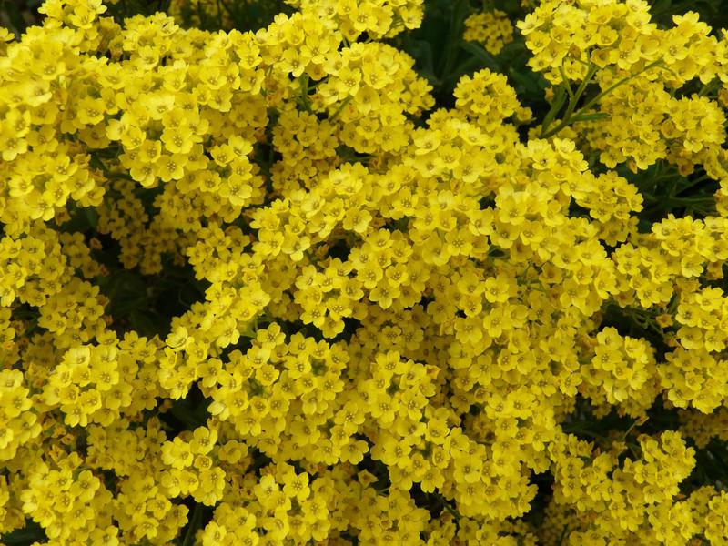 Imagem de 190 Sementes Flor Alyssum Corbeille D'or 