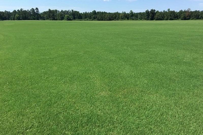 Imagem de 2 Kg Semente Grama Esmeralda Para 2000M²