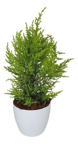 2 Mini Pinheiro Tuia Holandesa Com Vaso De Plástico Decorativo - Verde Garden Imagem de 2 Mini Pinheiro Tuia Holandesa Com Vaso De Plástico Decorativo