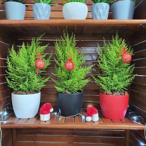2 Mini Pinheiro Tuia Holandesa Com Vaso De Plástico Decorativo - Verde Garden Imagem de 2 Mini Pinheiro Tuia Holandesa Com Vaso De Plástico Decorativo