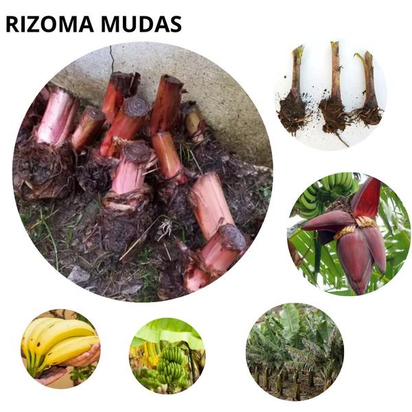 Imagem de 2 Mudas Banana Terra Pão + 2 Mudas Banana Roxa Mítica Sta Envio Imediato Pronta entrega