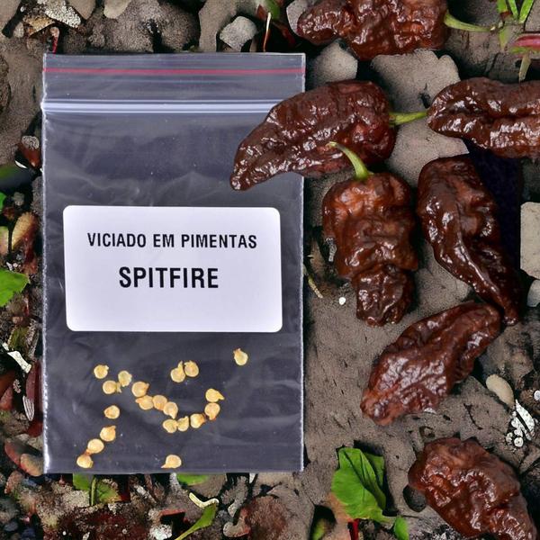 20 sementes Pimenta Spitfire Original Orgânico + ardida Do Mundo - VICIADO EM PIMENTAS Imagem de 20 sementes Pimenta Spitfire Original Orgânico + ardida Do Mundo