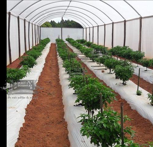 20 sementes Pimenta Spitfire Original Orgânico + ardida Do Mundo - VICIADO EM PIMENTAS Imagem de 20 sementes Pimenta Spitfire Original Orgânico + ardida Do Mundo