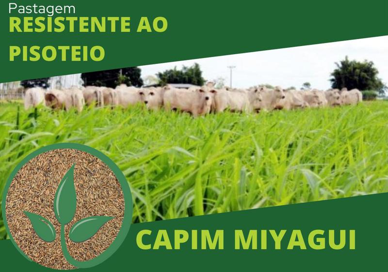 Imagem de 20kg Sementes de capim miyagi para formar pastagem resistente a seca