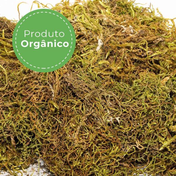 Imagem de 2Kg Musgo Verde Desidratadas Decoração Arranjos Flores