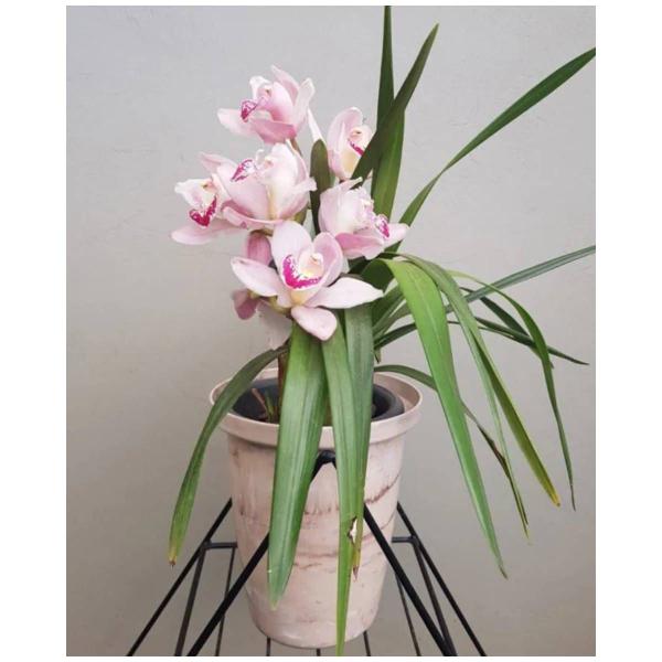 Imagem de 2X Cachepô Elegance Cymbidium (3,25L) Travertino NUTRIPLAN