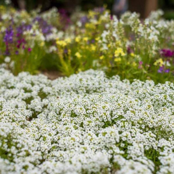 Imagem de 2X Sementes Alyssum Tapete De Neve (Odorant) TOPSEED