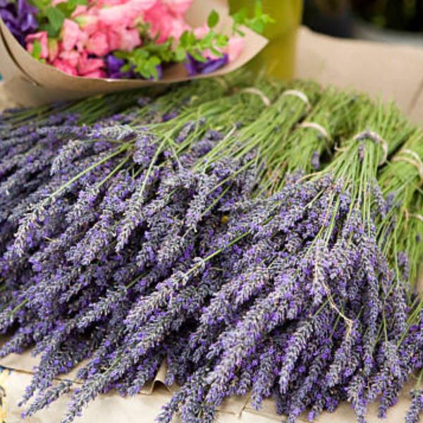 Imagem de 2X Sementes de Alfazema ou Lavanda FELTRIN