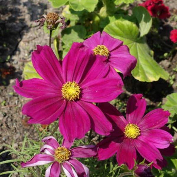 Imagem de 2X Sementes de Cosmea Sensação (Sortida) TOPSEED