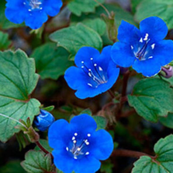 Imagem de 2X Sementes de Facélia Azul FELTRIN