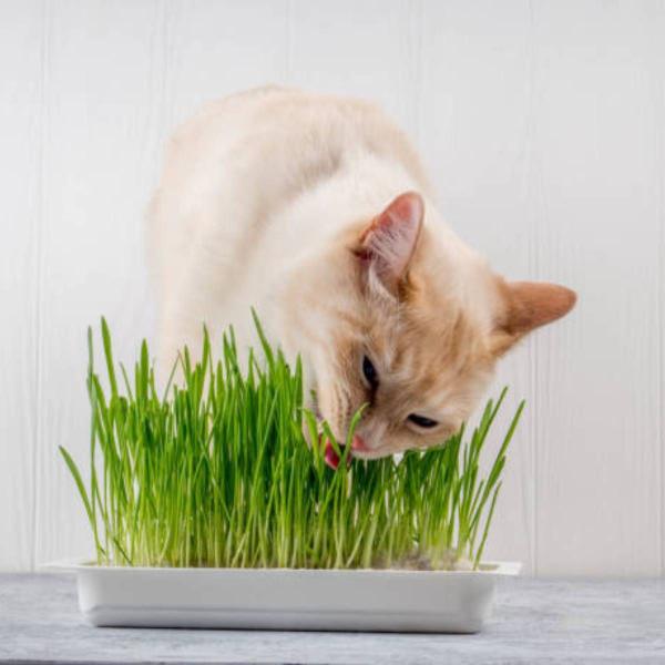 Imagem de 2X Sementes de Grama dos Gatos (Cat Grass) Blueline TOPSEED