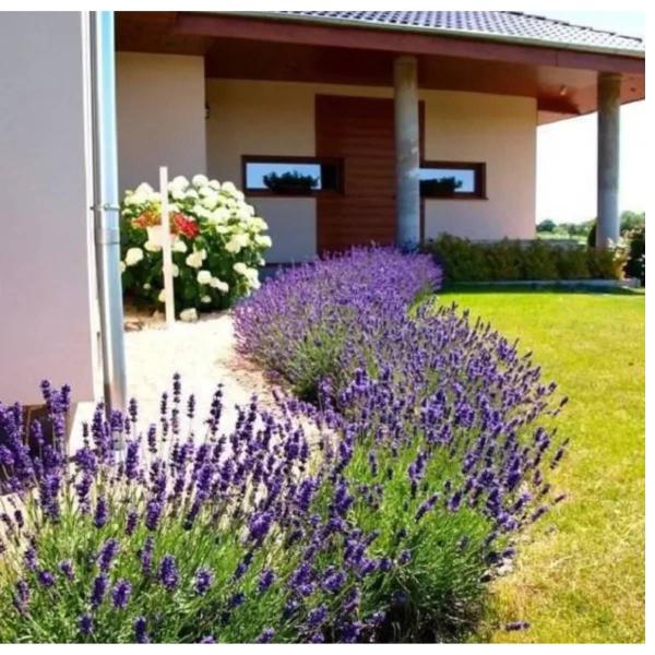 Imagem de 2X Sementes de Lavanda TOPSEED