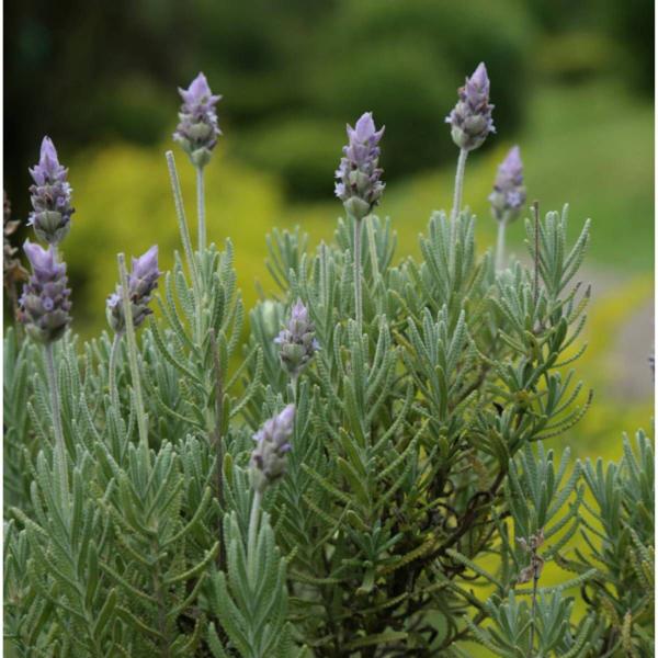 Imagem de 2X Sementes de Lavanda TOPSEED