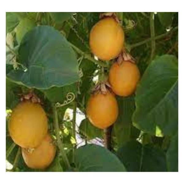 2X Sementes de Maracujá Azedo Amarelo FELTRIN Imagem de 2X Sementes de Maracujá Azedo Amarelo FELTRIN