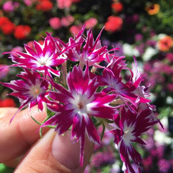 Imagem de 2X Sementes de Phlox Estrelitsia (Sortida) TOPSEED