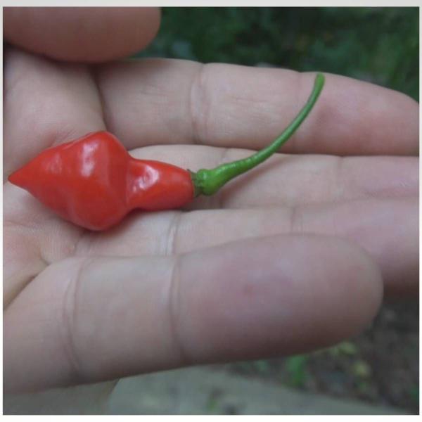 Imagem de 2X Sementes de Pimenta Piãozinho TOPSEED