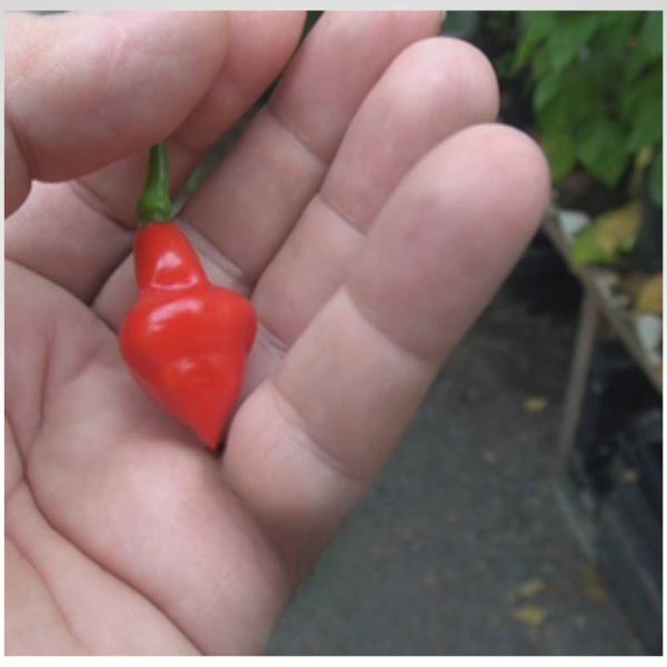 Imagem de 2X Sementes de Pimenta Piãozinho TOPSEED