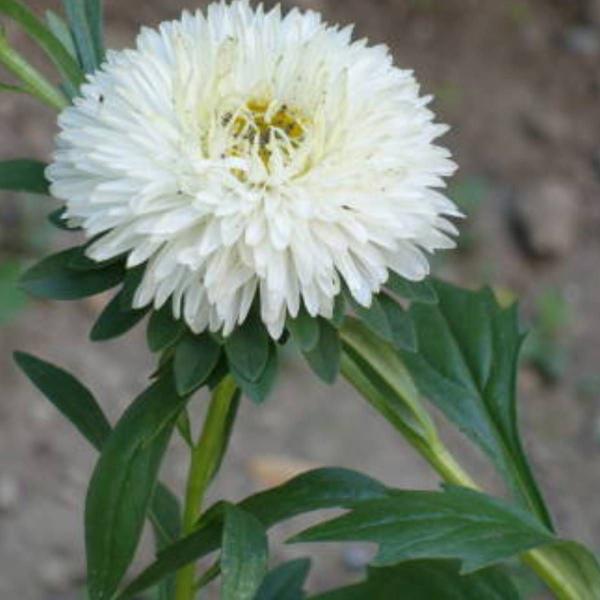 Imagem de 2X Sementes de Rainha Margarida Beauté D'Amerique TOPSEED