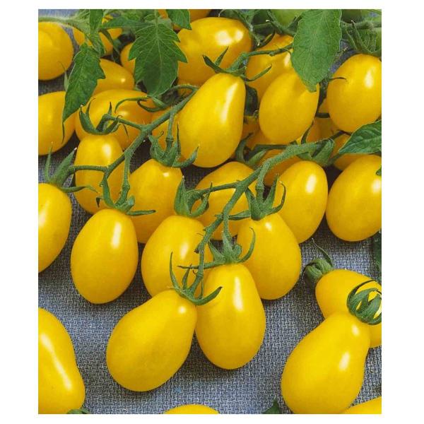 Imagem de 2X Sementes de Tomate Cereja Amarelo Yashi FELTRIN