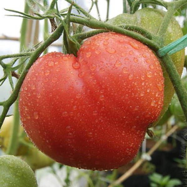 Imagem de 2X Sementes de Tomate Coração de Boi FELTRIN