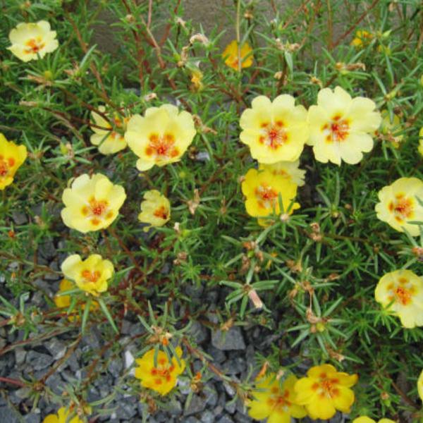 Imagem de 2X Sementes Portulaca Grandiflora (Sortida) Blueline TOPSEED