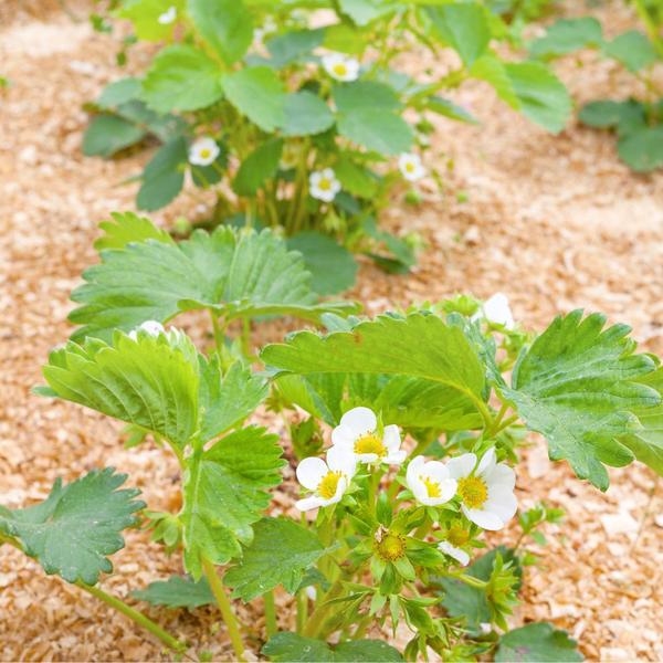 Imagem de 3 Kg Serragem Madeira Seca Composteira Doméstica Minhocário