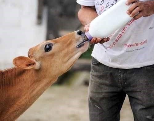 Imagem de 3 Mamadeiras Bezerro 2 Litros + 1 Par Aplicador De Iodo