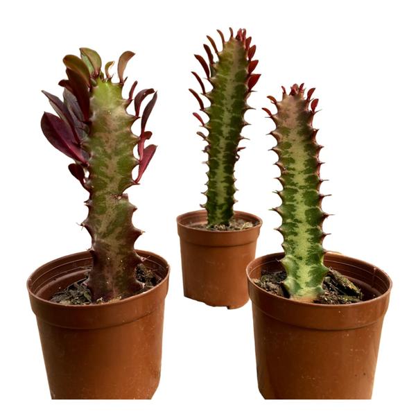 Imagem de 3 Muda Suculentas Cacto Euphorbia Trigona 12 A 17cm Plantada