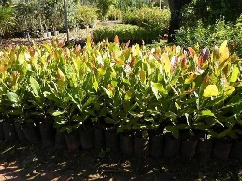 Imagem de 3 Mudas De Cajú Anão Amarelo Precoce - Produz Em Até 6 Meses