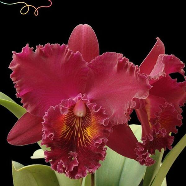 Imagem de 3 Mudas Lindas Orquidea Cattleya  Top De Linha